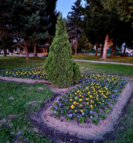 Gorican-cvijece-2