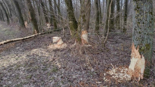 IMG-5a4fc5abb6cdf0e083a1152777d7e66f-V