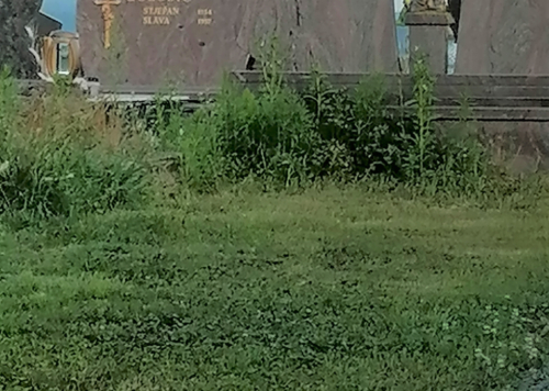 IMG 20210815 063132-2