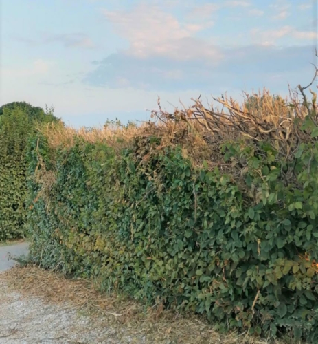 IMG 20210815 063230-2