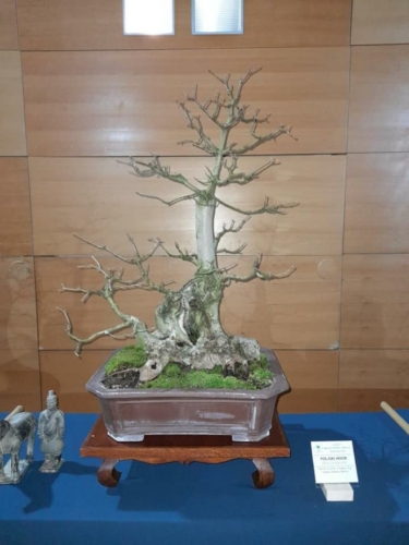 radovan-marcec12